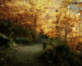 Leaves Along A Narrow Road Impressive Scenery Wallpaper World