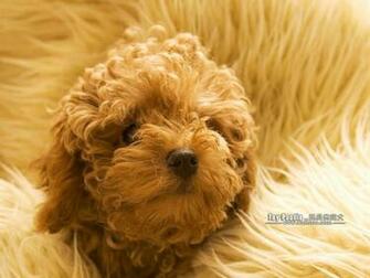 Cuddly Puppies Toy Poodle Puppy Wallpaper Lovable