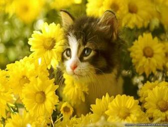 Popularscreensavers Wallpaper Cats Dogs