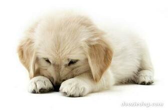Golden Retriever Puppies By Dada Wallpaper Mb Fun