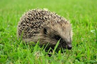 Cute Hedgehog By Stormyywolf