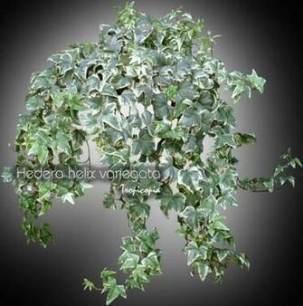 Hanging Hedera Helix Variegata English Ivy Variegated