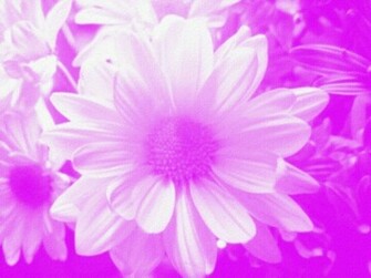 Pink Daisy S Flower Background Stock Photo Public Domain