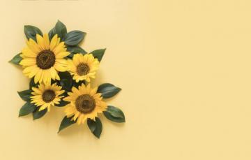 Wallpaper Sunflowers Yellow Background Beautiful