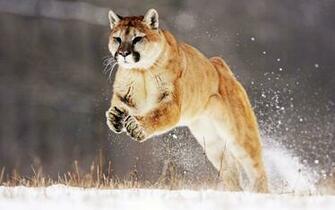 Mountain Lion Wallpaper HD