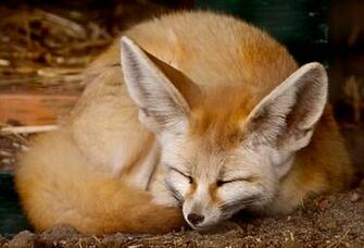 Fennec Fox Wallpaper Curled Up HD