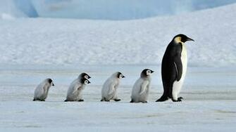Bird Penguin Family Walking In Row HD Wallpaper