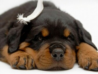 Cute Puppy Dogs Rottweiler Puppies