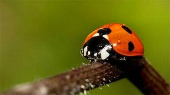 Cute Ladybug Wallpaper For Your Desktop Naldz Graphics