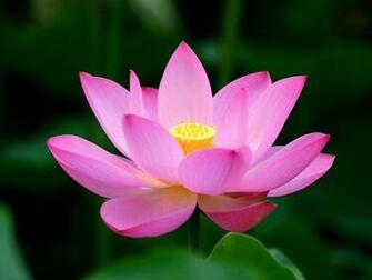 Lotus Jpg