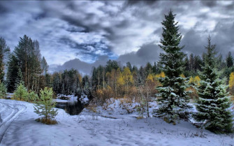 Winter Forest In 4k Background Wallpaper