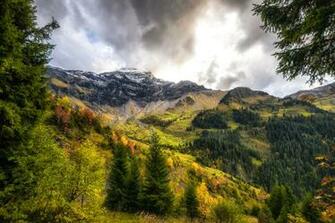 Image Switzerland Interlaken Oberhasli Nature Spruce