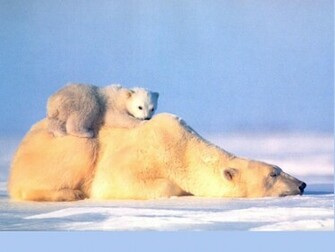 Bear Wallpaper X