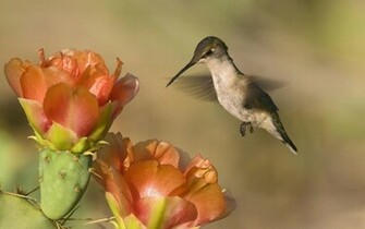 Woodpecker Bird Wallpaper