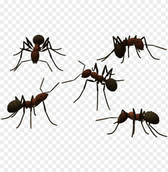 Transparent Ant Clear Png Library Ants