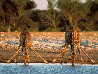 HD Desktop Wallpaper Giraffe Background