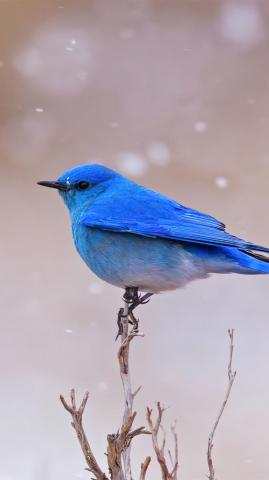 Bluebird Snowing HD 4k Wallpaper