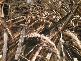 Realtree Max Camouflage Twill Fabric Camo804