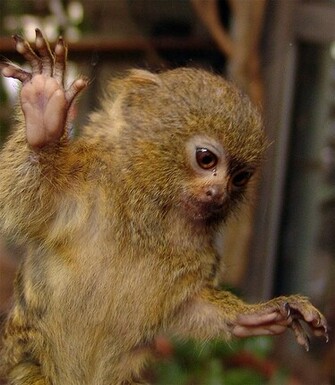 Finger Monkey Pictures Too Small To Be Real Wild