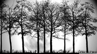 Trees Silhouette Wallpaper