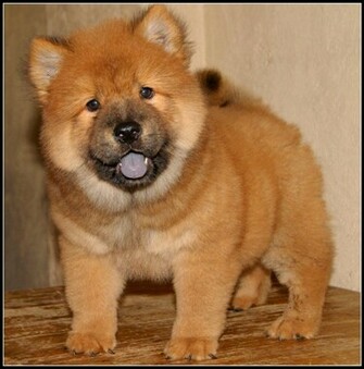 Chow