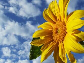 Sunflower Desktop Pc And Mac Wallpaper