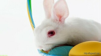 Cute Easter Bunny Wallpaper Happy