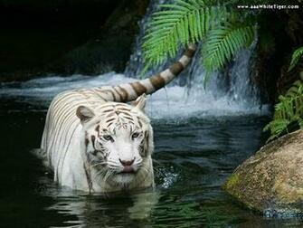 Top Ten Tiger Wallpaper Here Some Beautiful HD
