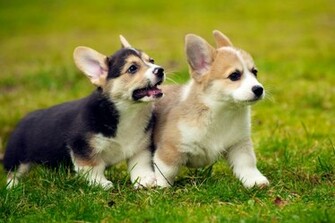 Welsh Corgi Puppies Wallpaper HD Animals