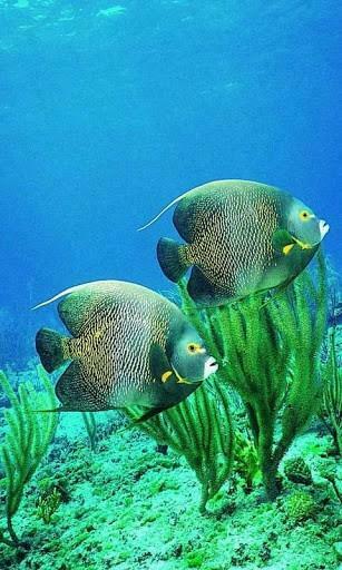 Fish Aquarium Live Wallpaper For Android By Bittu Boss