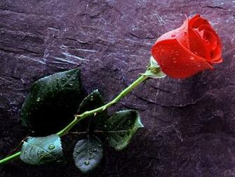 True Love Forever Wallpaper HD