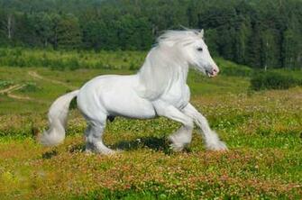 White Horse Wallpaper Beautiful Desktop