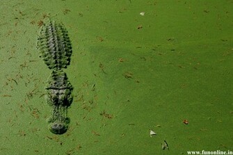 Alligator Wallpaper Underwater Killer Alligators