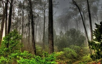 Computer Wallpaper Forest Landscape X