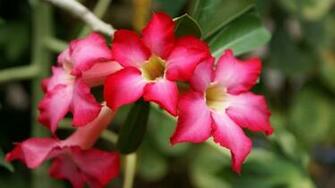 Wallpaper Flores Exoticas Imagen Fondo Hq