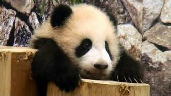 Baby Panda iPhone Wallpaper Amazing Wallpaperz