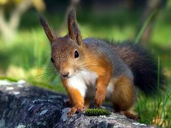 Playing Squirrel Photo Red Wallpaper Sleeping Cute
