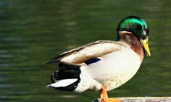 Mallard Duck HD Wallpaper High Definition