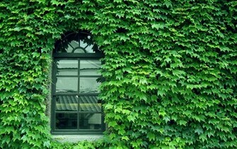 Japan Nature Wallpaper