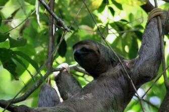 Sloth Image Crazy Gallery