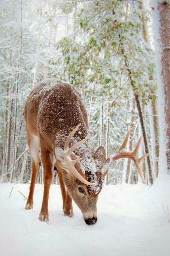 Desktop Background 4u Winter Scenes