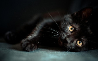 Black Cat Pc Wallpaper