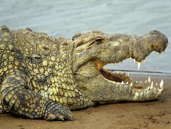 Crocodile Wallpaper Jpg