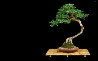 Bonsai Wallpaper Photography