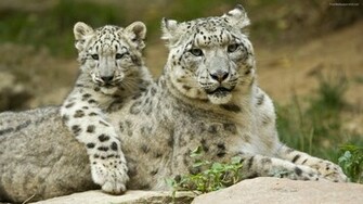 White Ligers Original Wallpaper