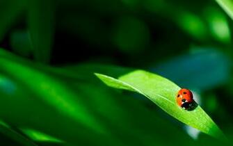 HD Ladybug Wallpaper In For Your Desktop