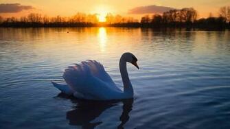 Swan Lake Sunset Wallpaper