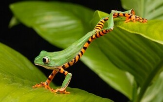 Funny Tree Frog Wallpaper HD