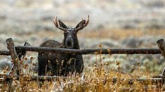 Moose Computer Wallpaper Desktop Background Id