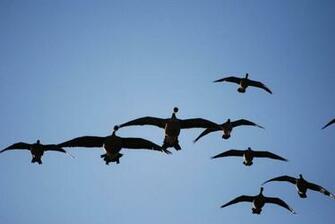 Goose Hunting Background Image Gallery For Wallpaper